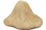 Miocene Fossil Echinoid (Clypeaster) - Taza, Morocco #215585-1